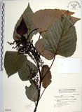 中文名:紅肉橙蘭(S048336)學名:Macaranga sinensis (Baill.) Muell.-Arg.(S048336)中文別名:華血桐