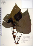 中文名:紅肉橙蘭(S048387)學名:Macaranga sinensis (Baill.) Muell.-Arg.(S048387)中文別名:華血桐