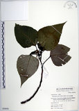 中文名:紅肉橙蘭(S050930)學名:Macaranga sinensis (Baill.) Muell.-Arg.(S050930)中文別名:華血桐