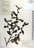 中文名:蚊母樹(S056175)學名:Distylium racemosum Sieb. & Zucc.(S056175)