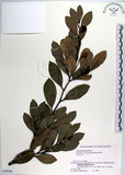 中文名:蚊母樹(S058636)學名:Distylium racemosum Sieb. & Zucc.(S058636)