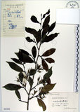 中文名:蚊母樹(S061684)學名:Distylium racemosum Sieb. & Zucc.(S061684)
