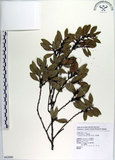 中文名:蚊母樹(S062690)學名:Distylium racemosum Sieb. & Zucc.(S062690)
