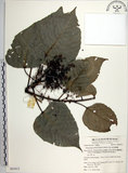 中文名:紅肉橙蘭(S063015)學名:Macaranga sinensis (Baill.) Muell.-Arg.(S063015)中文別名:華血桐