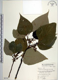 中文名:紅肉橙蘭(S065192)學名:Macaranga sinensis (Baill.) Muell.-Arg.(S065192)中文別名:華血桐