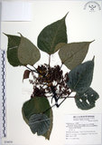 中文名:紅肉橙蘭(S074979)學名:Macaranga sinensis (Baill.) Muell.-Arg.(S074979)中文別名:華血桐