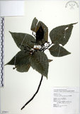 中文名:紅肉橙蘭(S076611)學名:Macaranga sinensis (Baill.) Muell.-Arg.(S076611)中文別名:華血桐