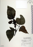 中文名:紅肉橙蘭(S079598)學名:Macaranga sinensis (Baill.) Muell.-Arg.(S079598)中文別名:華血桐