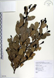 中文名:蚊母樹(S082326)學名:Distylium racemosum Sieb. & Zucc.(S082326)