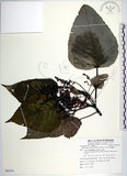 中文名:紅肉橙蘭(S085323)學名:Macaranga sinensis (Baill.) Muell.-Arg.(S085323)中文別名:華血桐