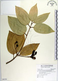 中文名:蘭嶼肉桂(S092763)學名:Cinnamomum kotoense Kanehira & Sasaki(S092763)