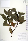 中文名:天竺桂(S095755)學名:Cinnamomum tenuifolium Sugimoto form. nervosum (Meissn.) Hara(S095755)