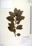 中文名:天竺桂(S096743)學名:Cinnamomum tenuifolium Sugimoto form. nervosum (Meissn.) Hara(S096743)