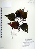 中文名:紅肉橙蘭(S105496)學名:Macaranga sinensis (Baill.) Muell.-Arg.(S105496)中文別名:華血桐