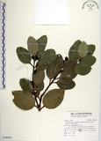 中文名:天竺桂(S106936)學名:Cinnamomum tenuifolium Sugimoto form. nervosum (Meissn.) Hara(S106936)