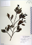 中文名:蚊母樹(S115089)學名:Distylium racemosum Sieb. & Zucc.(S115089)