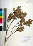 中文名:蚊母樹(S115090)學名:Distylium racemosum Sieb. & Zucc.(S115090)