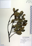 中文名:蚊母樹(S115091)學名:Distylium racemosum Sieb. & Zucc.(S115091)