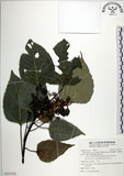 中文名:紅肉橙蘭(S121352)學名:Macaranga sinensis (Baill.) Muell.-Arg.(S121352)中文別名:華血桐