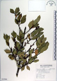 中文名:蚊母樹(S122900)學名:Distylium racemosum Sieb. & Zucc.(S122900)