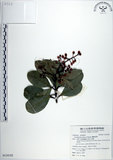 中文名:蘭嶼胡桐(S124192)學名:Calophyllum blancoi Planch.(S124192)