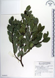 中文名:蚊母樹(S124252)學名:Distylium racemosum Sieb. & Zucc.(S124252)