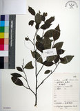 中文名:蚊母樹(S132823)學名:Distylium racemosum Sieb. & Zucc.(S132823)