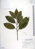 中文名:菲律賓厚殼桂(S133953)學名:Cryptocarya elliptifolia Merr.(S133953)拉丁同物異名:Cryptocarya elliptifolia Merr.