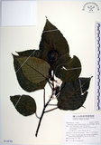 中文名:紅肉橙蘭(S138701)學名:Macaranga sinensis (Baill.) Muell.-Arg.(S138701)中文別名:華血桐