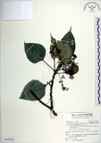 中文名:紅肉橙蘭(S142462)學名:Macaranga sinensis (Baill.) Muell.-Arg.(S142462)中文別名:華血桐