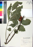 中文名:蘭嶼椌木(S003643)學名:Dysoxylum cumingianum C. DC.(S003643)