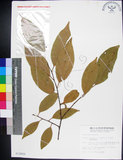 中文名:蘭嶼野櫻花(S012802)學名:Prunus grisea (C. Muell.) Kalkman(S012802)中文別名:柿葉野櫻