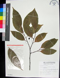 中文名:蘭嶼野櫻花(S012803)學名:Prunus grisea (C. Muell.) Kalkman(S012803)中文別名:柿葉野櫻