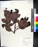 中文名:疏脈赤楠(S014407)學名:Syzygium paucivenium (Robins.) Merr.(S014407)