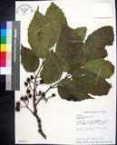 中文名:菲律賓火筒樹(S016251)學名:Leea philippinensis Merr.(S016251)