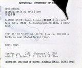 中文名:白鶴蘭(S016627)學名:Calanthe triplicata (Willem.) Ames(S016627)