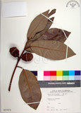 中文名:蘭嶼肉豆蔻(S017273)學名:Myristica ceylanica A. DC. var. cagayanensis (Merr.) J. Sinclair(S017273)拉丁同物異名:Myristica cagayanensis Merr.