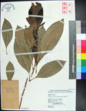 中文名:紅頭李欖(S018547)學名:Chionanthus ramiflorus Roxb.(S018547)中文別名:蘭嶼李欖拉丁同物異名:Linociera ramiflora (Roxb.) Wall.