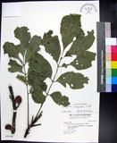 中文名:蘭嶼椌木(S028146)學名:Dysoxylum cumingianum C. DC.(S028146)