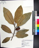 中文名:蘭嶼肉豆蔻(S028750)學名:Myristica ceylanica A. DC. var. cagayanensis (Merr.) J. Sinclair(S028750)拉丁同物異名:Myristica cagayanensis Merr.