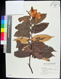 中文名:翅子樹(S031519)學名:Pterospermum niveum Vidal(S031519)中文別名:裡白