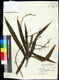 中文名:番仔林投(S032195)學名:Dracaena angustifolia Roxb.(S032195)