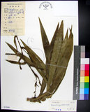 中文名:番仔林投(S033846)學名:Dracaena angustifolia Roxb.(S033846)