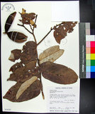 中文名:翅子樹(S034242)學名:Pterospermum niveum Vidal(S034242)中文別名:裡白
