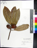 中文名:蘭嶼肉豆蔻(S040087)學名:Myristica ceylanica A. DC. var. cagayanensis (Merr.) J. Sinclair(S040087)拉丁同物異名:Myristica cagayanensis Merr.