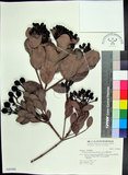 中文名:疏脈赤楠(S040088)學名:Syzygium paucivenium (Robins.) Merr.(S040088)