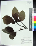 中文名:蘭嶼野櫻花(S042849)學名:Prunus grisea (C. Muell.) Kalkman(S042849)中文別名:柿葉野櫻