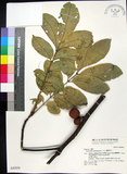 中文名:蘭嶼椌木(S042856)學名:Dysoxylum cumingianum C. DC.(S042856)