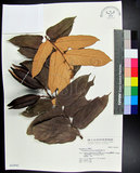 中文名:翅子樹(S042942)學名:Pterospermum niveum Vidal(S042942)中文別名:裡白