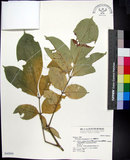 中文名:蘭嶼椌木(S042950)學名:Dysoxylum cumingianum C. DC.(S042950)